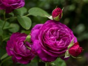 Play Purple Roses Puzzle Game on FOG.COM