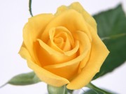 Play Yellow Roses Puzzle Game on FOG.COM