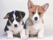 Play Cute Puppies Puzzle Game on FOG.COM
