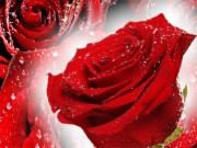 Play Red Roses Puzzle Game on FOG.COM