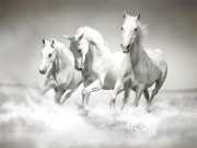 Play Horses Puzzle Game on FOG.COM