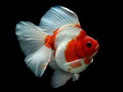 Play Gold Fish Jigsaw Puzzle Game on FOG.COM