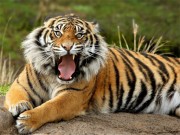 Play Animals Jigsaw Puzzle Tiger Game on FOG.COM