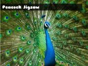 Play Peacock Jigsaw Game on FOG.COM