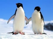 Play Penguin Puzzle Game on FOG.COM