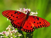 Play Nature Jigsaw Puzzle Butterfly Game on FOG.COM