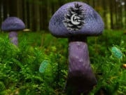 Play Mushroom Forest Adventure Game on FOG.COM